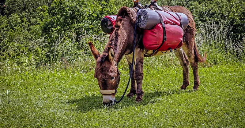 Combien coûte une balade avec un âne
