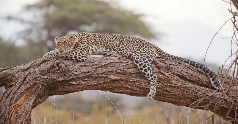 Combien coûte vraiment un safari photo au Kenya en famille