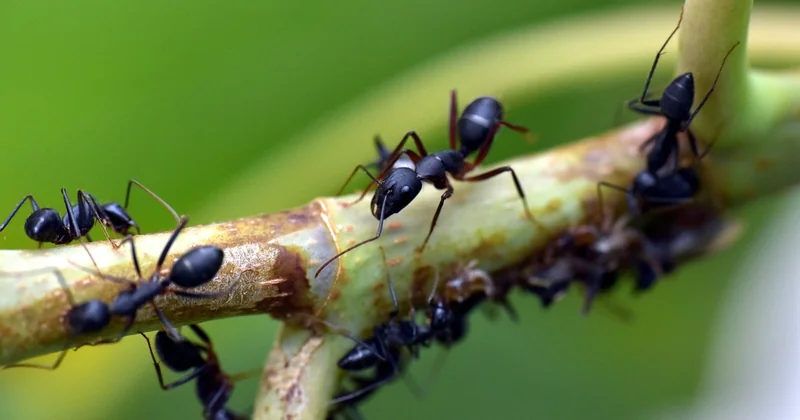Le rituel Satere-Mawe : le gant de fourmis qui n'est pas ce que vous croyez