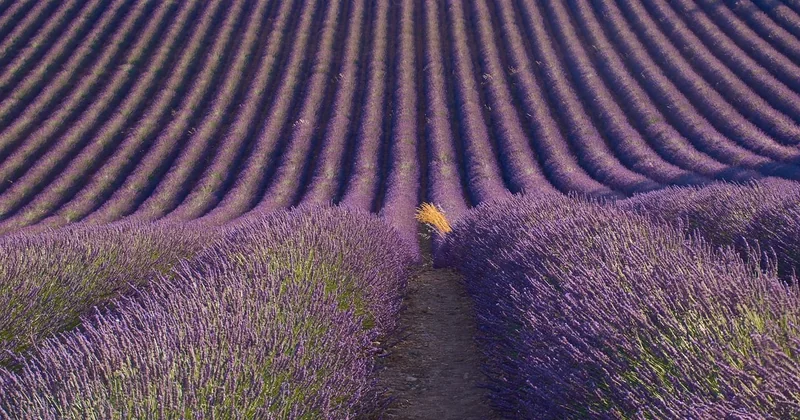 Où randonner : Luberon, Alpilles, Verdon, Alpes du Sud
