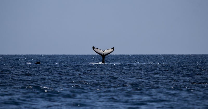 Où observer les baleines en Polynésie : le guide des spots incontournables