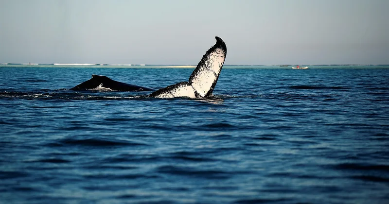 Excursion baleine à Tahiti ou à Moorea : ce qu'il faut vérifier avant de payer
