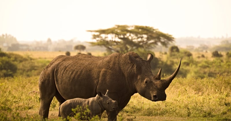 Partir en safari photo au Kenya en famille : le guide qui change tout